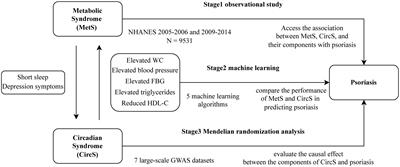 The circadian syndrome is a better predictor for psoriasis than the metabolic syndrome via an explainable machine learning method — the NHANES survey during 2005–2006 and 2009–2014